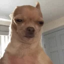 Sticker DOGS 🐶 - 10