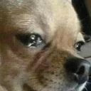 Sticker DOGS 🐶 - 0