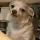 Sticker DOGS 🐶 - 9