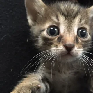 Sticker Ходолки бродилки - 2