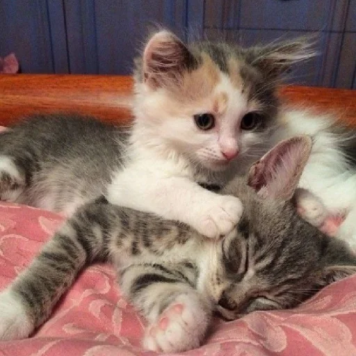 Sticker HodolkiBrodilki - 1