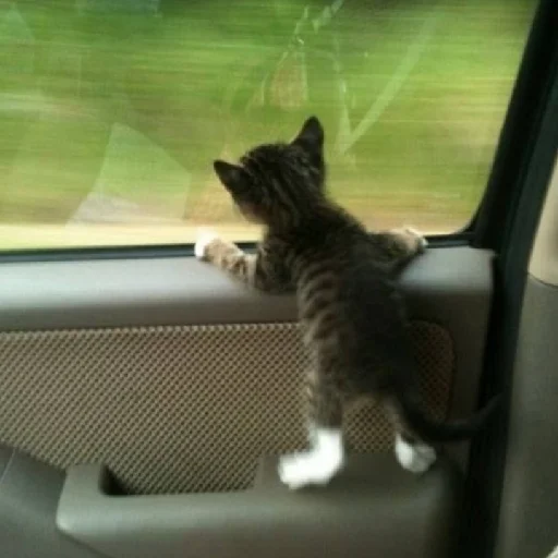 Ходолки бродилки - 