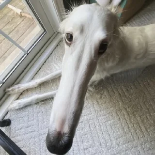 Sticker Ходолки бродилки - 1