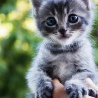 Sticker Ходолки бродилки - 0