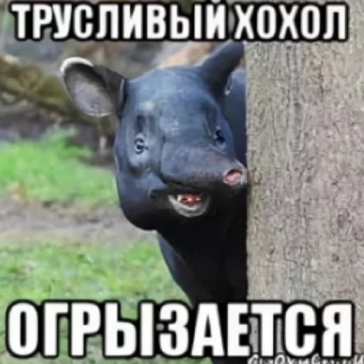 Стикер Hohly280 - 1