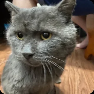 Sticker Персей - 10