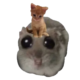 animal small to medium-sized cats felidae