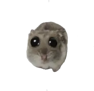 Стикер Курва хомік @Ua_anime_stickers - 9