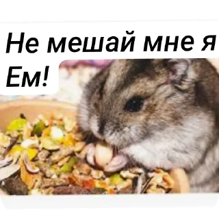 Стикер Хомячки ™™™™ - 4