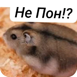 Стикер Хомячки ™™™™ - 10