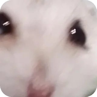 Стикер Хомячки ™™™™ - 6