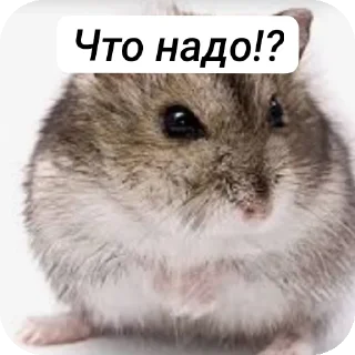 Стикер Хомячки ™™™™ - 11