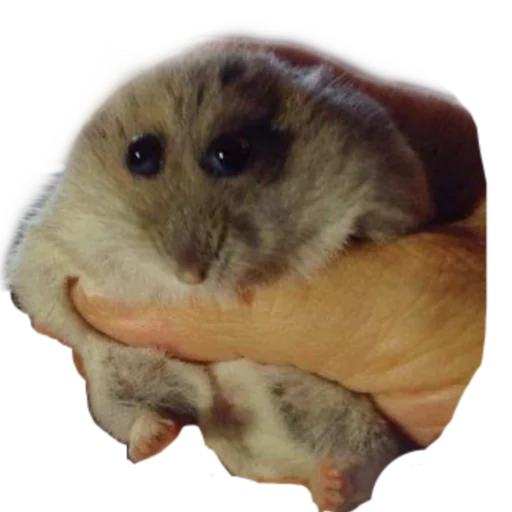 Sticker Homyaki653 - 1