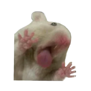 Sticker Хомяки - 6