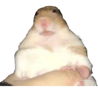 Sticker Хомяки - 3