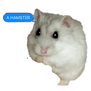 Sticker Хомяки - 8