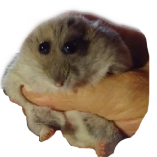 Sticker Хомяки - 2