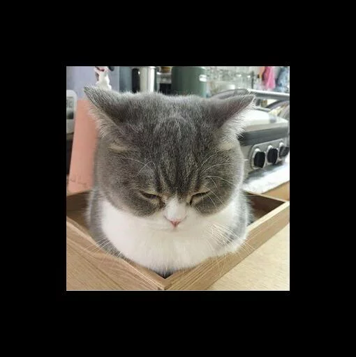 кошки малого и среднего размера домашняя кошка кошка