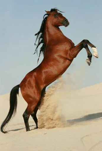 Sticker HorseAsya - 1