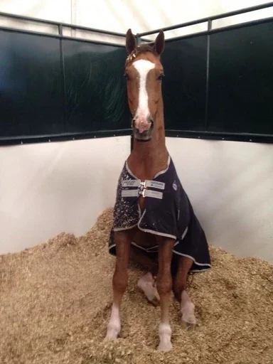 Sticker HorseAsya - 1