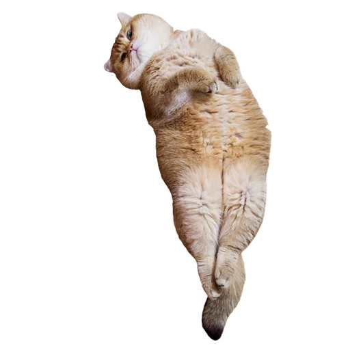 Sticker Hosicooo - 1