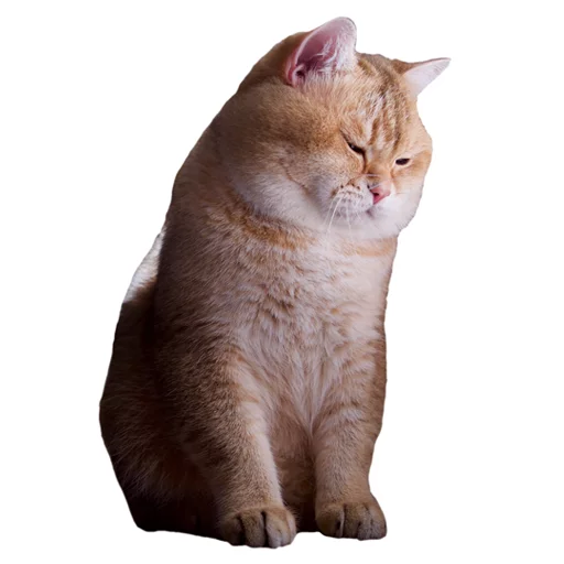 Sticker Hosicooo - 1