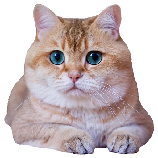 Sticker Hosicooo - 1