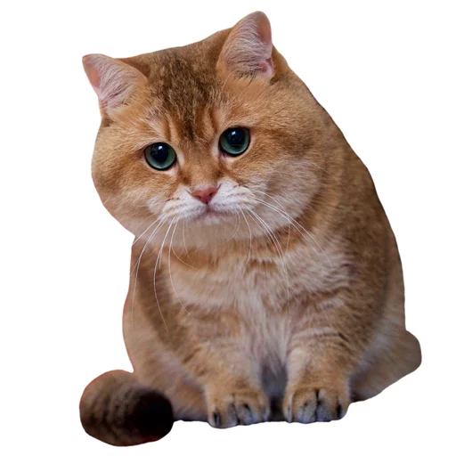 Sticker Hosicooo - 1