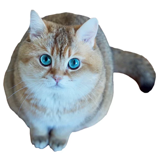 Sticker Hosicooo - 1