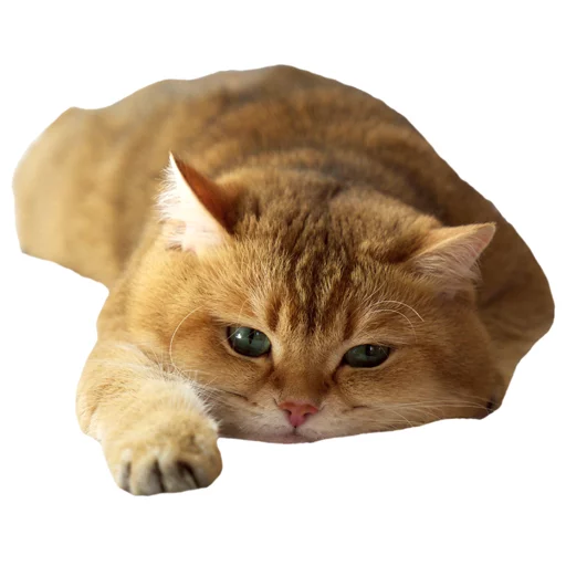 Стикер Hosicooo - 1