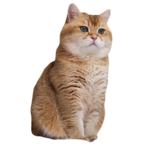 Sticker Hosicooo - 1