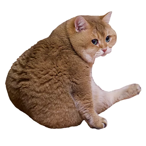 Sticker Hosicooo - 1