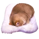 Sticker Hosico Cat - 1