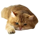Sticker Hosico Cat - 6