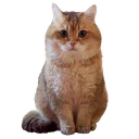 Sticker Hosico Cat - 2