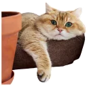 Sticker Hosico Cat - 0