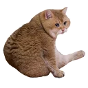 Sticker Hosico Cat - 3