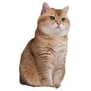 Sticker Hosico Cat - 4