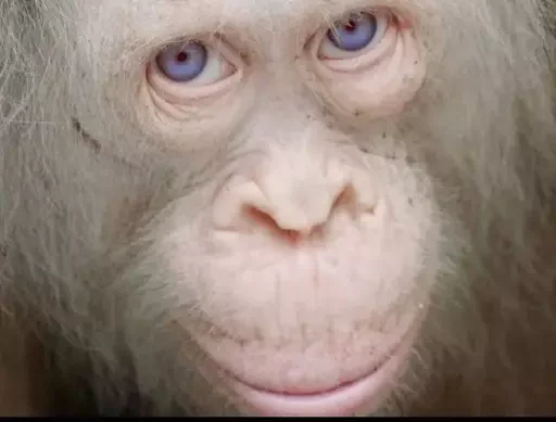 Sticker Hot_finland_boys - 1