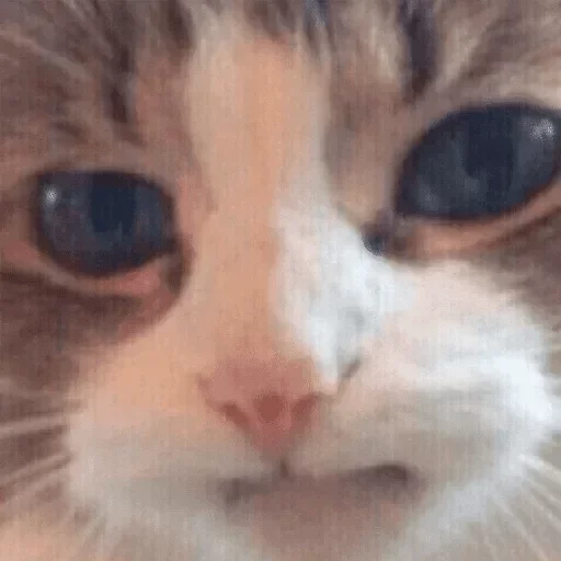 млекопитающее животное кошка