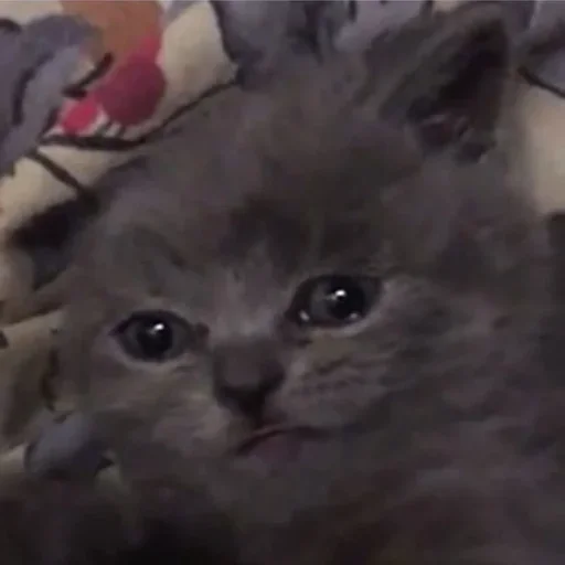 млекопитающее животное кошка