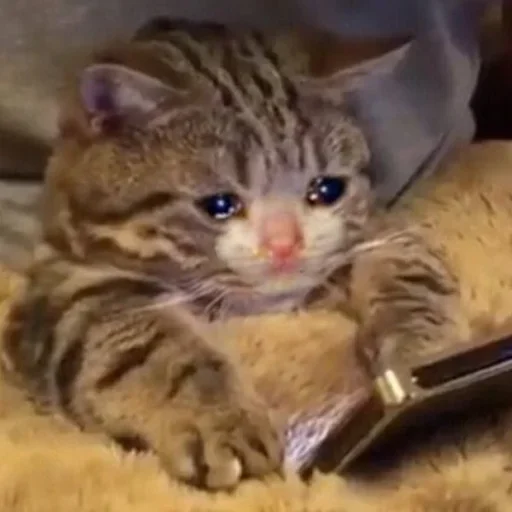 Sticker Хрень by @fStikBot - 5