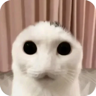 Стикер хуеплетическая религия🙏 by @Raywjy - 5