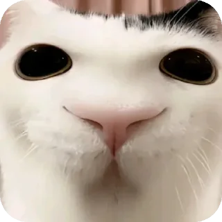 Стикер хуеплетическая религия🙏 by @Raywjy - 4