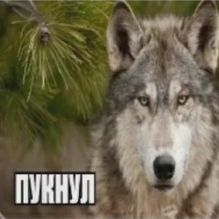 Стикер Хуета - 5