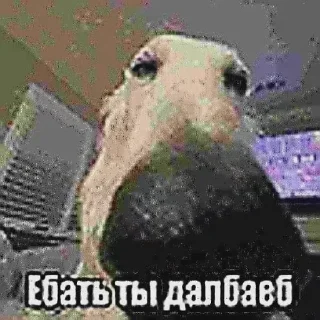 Стикер Хуета - 7