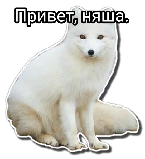 Sticker 123qwerty123 shit pack - 10