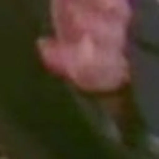 Размыто растение орхидея