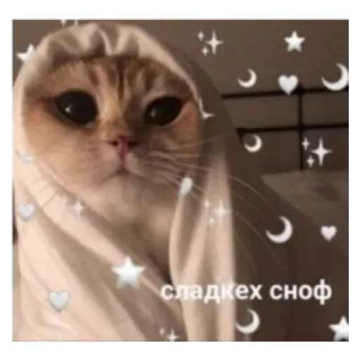 small to medium-sized cats domestic cat cat