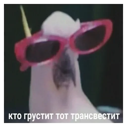 accessory goggles sunglasses